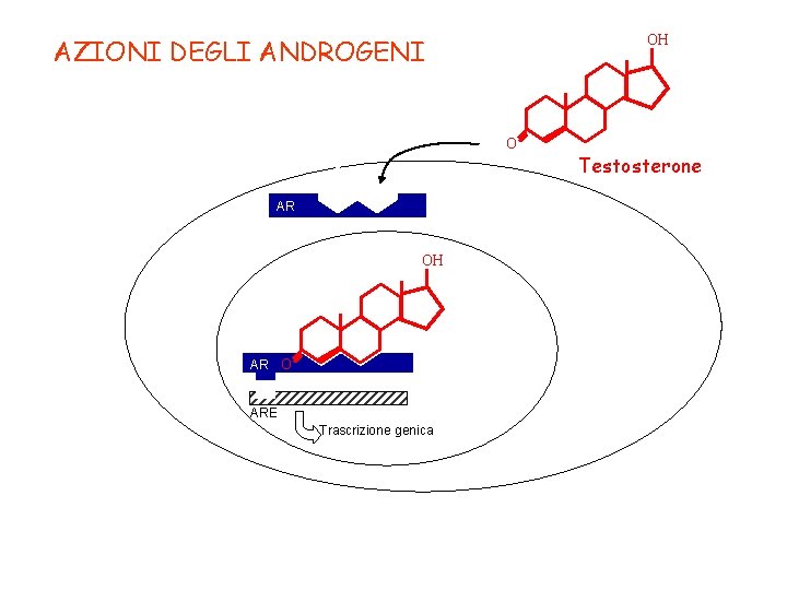 OH AZIONI DEGLI ANDROGENI O AR OH AR O ARE Trascrizione genica Testosterone 