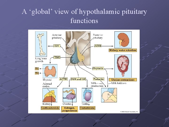 A ‘global’ view of hypothalamic pituitary functions 