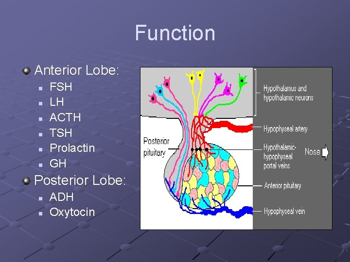 Function Anterior Lobe: n n n FSH LH ACTH TSH Prolactin GH Posterior Lobe: