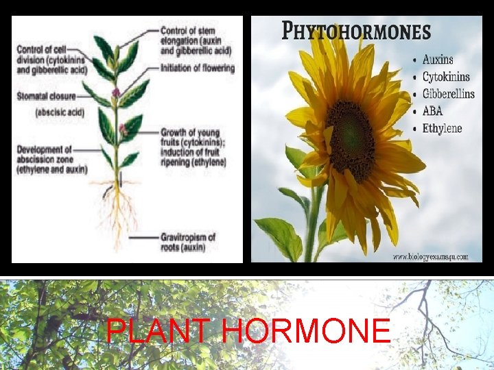 Plant hormones PLANT HORMONE 