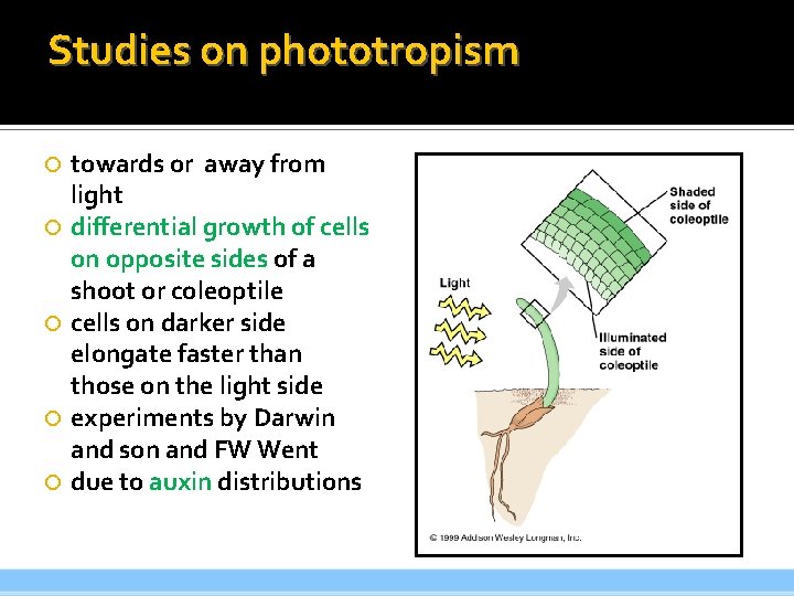 Studies on phototropism towards or away from light differential growth of cells on opposite