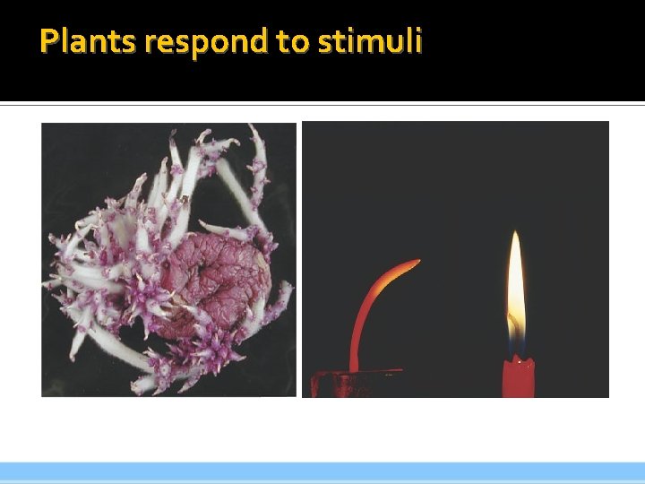 Plants respond to stimuli 