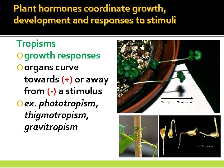 Plant hormones coordinate growth, development and responses to stimuli Tropisms growth responses organs curve