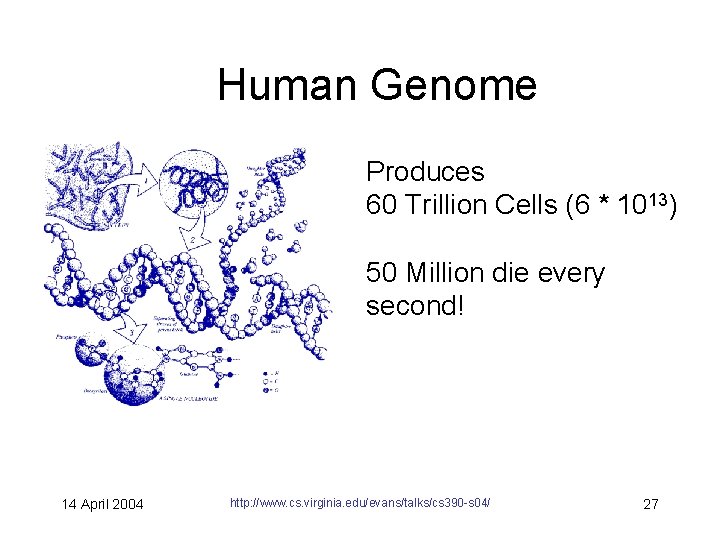 Human Genome Produces 60 Trillion Cells (6 * 1013) 50 Million die every second!