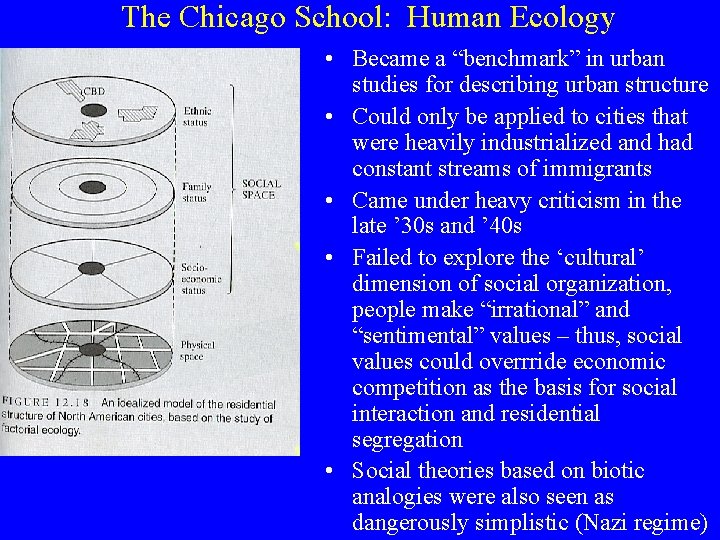 The Chicago School: Human Ecology • Became a “benchmark” in urban studies for describing