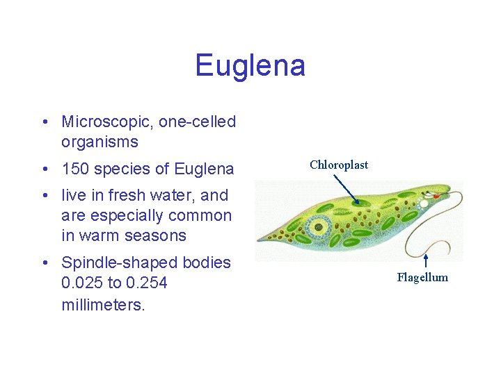 Euglena • Microscopic, one-celled organisms • 150 species of Euglena Chloroplast • live in