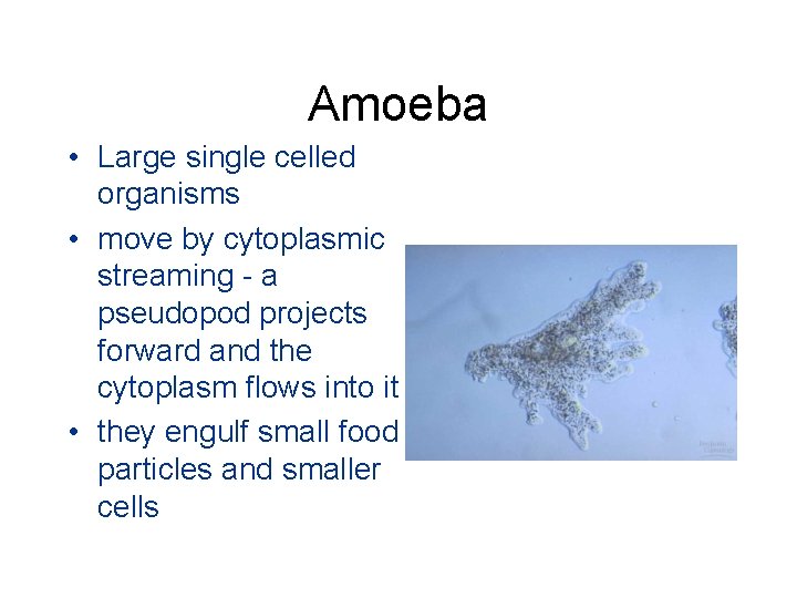 Amoeba • Large single celled organisms • move by cytoplasmic streaming - a pseudopod