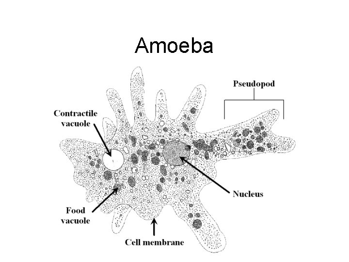 Amoeba 