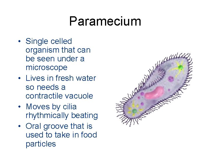 Paramecium • Single celled organism that can be seen under a microscope • Lives