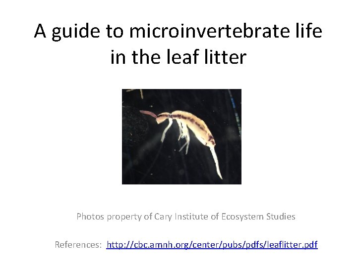 A guide to microinvertebrate life in the leaf litter Photos property of Cary Institute