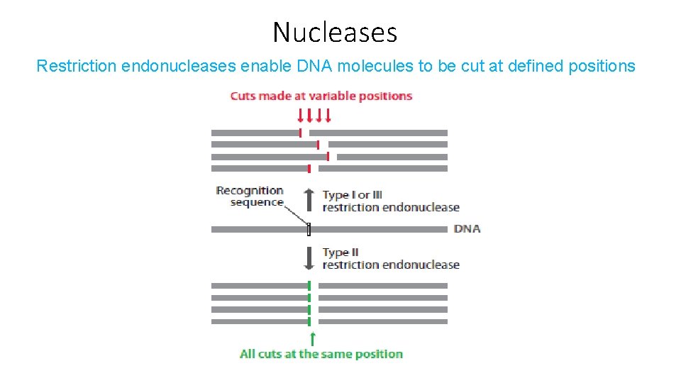 Nucleases Restriction endonucleases enable DNA molecules to be cut at defined positions 