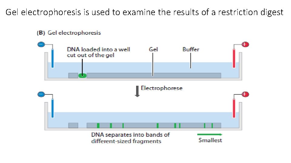 Gel electrophoresis is used to examine the results of a restriction digest 