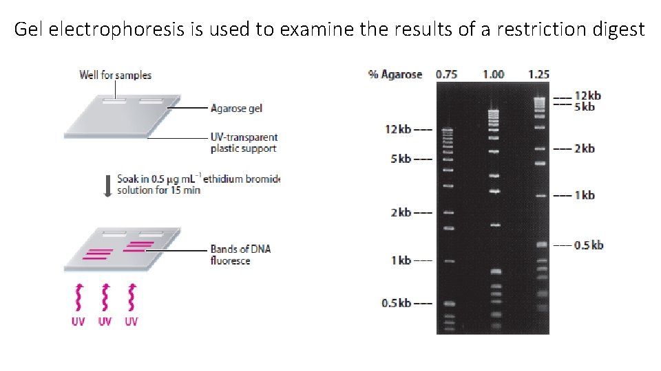 Gel electrophoresis is used to examine the results of a restriction digest 