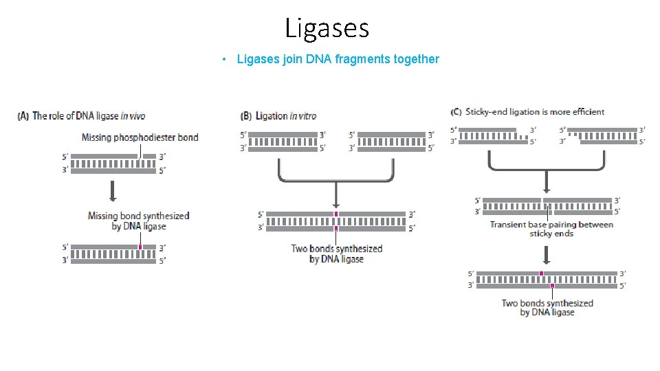 Ligases • Ligases join DNA fragments together 