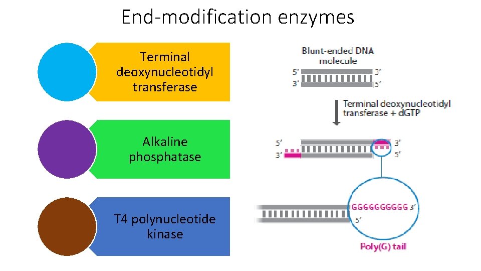 End-modification enzymes Terminal deoxynucleotidyl transferase Alkaline phosphatase T 4 polynucleotide kinase 