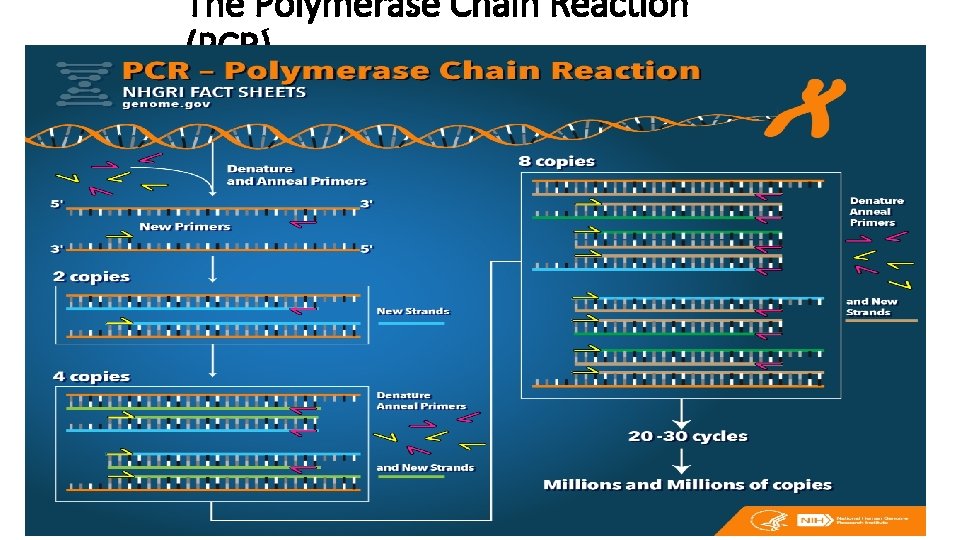 The Polymerase Chain Reaction (PCR) 