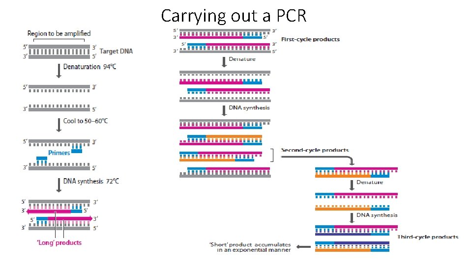 Carrying out a PCR 