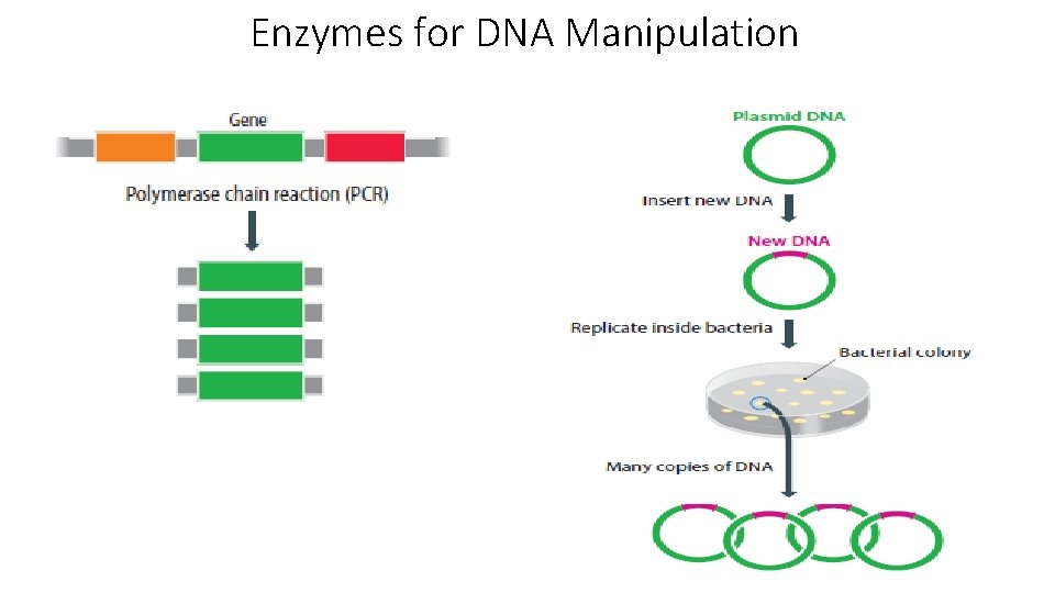 Enzymes for DNA Manipulation 