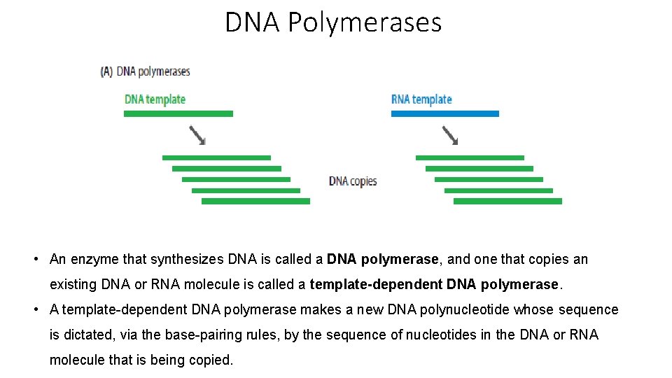 DNA Polymerases • An enzyme that synthesizes DNA is called a DNA polymerase, and