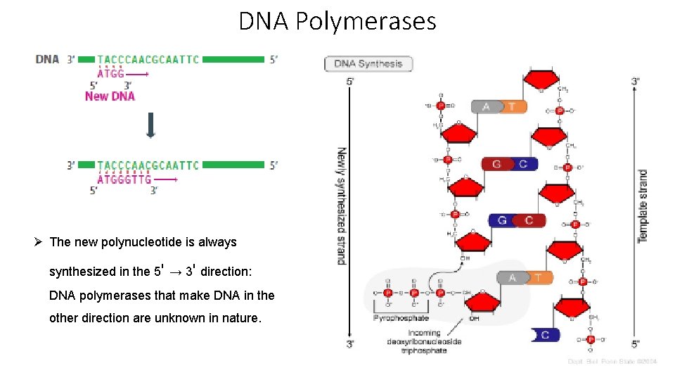 DNA Polymerases Ø The new polynucleotide is always synthesized in the 5ʹ → 3ʹ