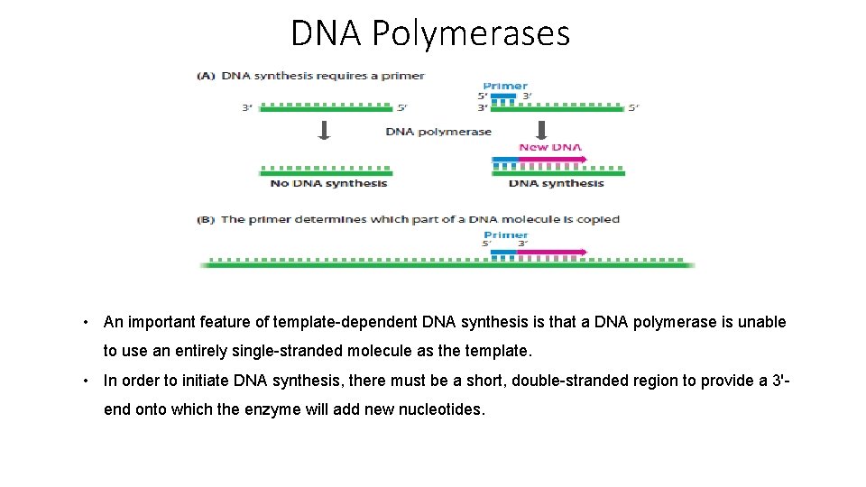 DNA Polymerases • An important feature of template-dependent DNA synthesis is that a DNA
