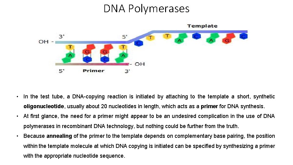 DNA Polymerases • In the test tube, a DNA-copying reaction is initiated by attaching