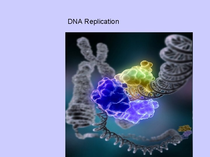 DNA Replication 