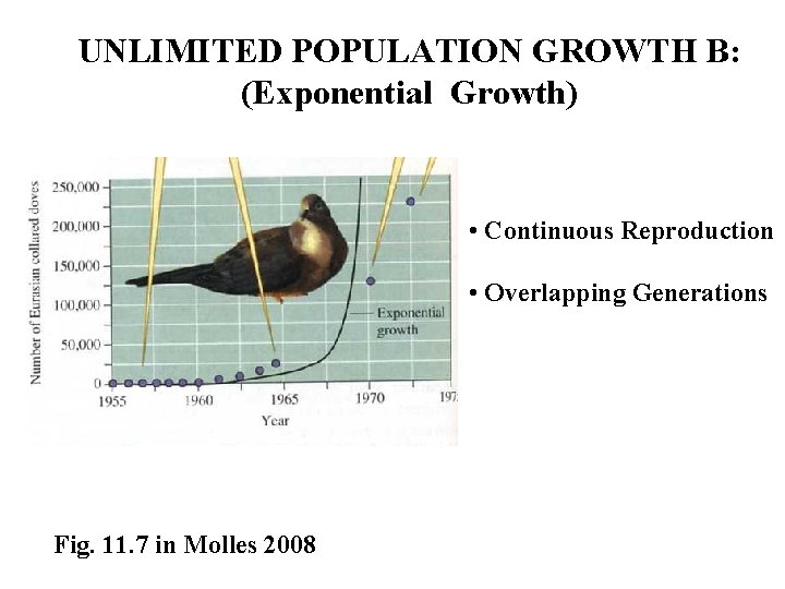 UNLIMITED POPULATION GROWTH B: (Exponential Growth) • Continuous Reproduction • Overlapping Generations Fig. 11.