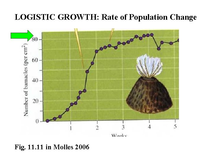 LOGISTIC GROWTH: Rate of Population Change Fig. 11 in Molles 2006 