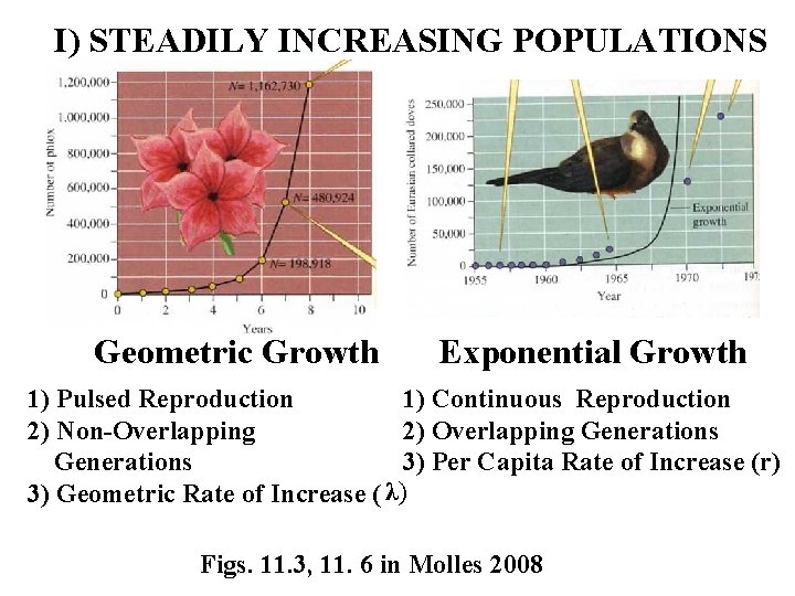 I) STEADILY INCREASING POPULATIONS Geometric Growth Exponential Growth 1) Pulsed Reproduction 1) Continuous Reproduction