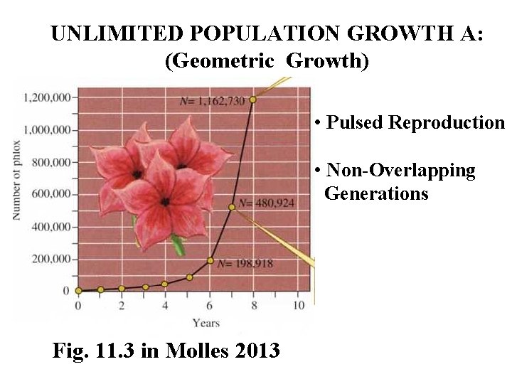 UNLIMITED POPULATION GROWTH A: (Geometric Growth) • Pulsed Reproduction • Non-Overlapping Generations Fig. 11.