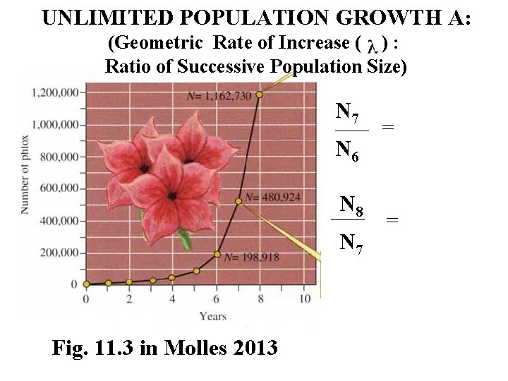 UNLIMITED POPULATION GROWTH A: (Geometric Rate of Increase ( ) : Ratio of Successive