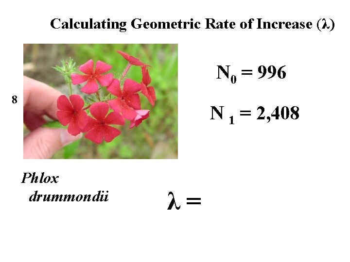Calculating Geometric Rate of Increase (λ) N 0 = 996 8 N 1 =