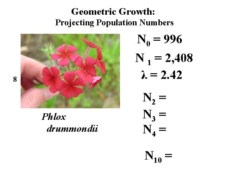 Geometric Growth: Projecting Population Numbers N 0 = 996 N 1 = 2, 408
