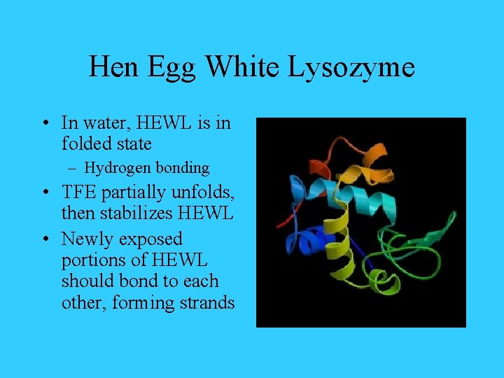 Hen Egg White Lysozyme • In water, HEWL is in folded state – Hydrogen