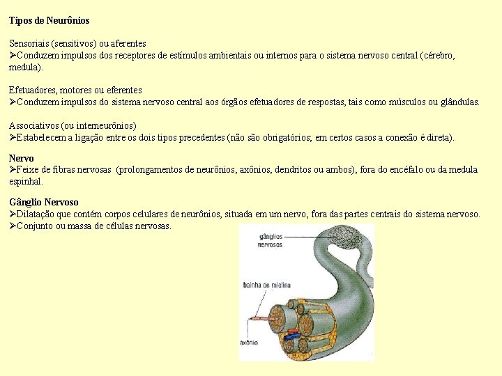 Tipos de Neurônios Sensoriais (sensitivos) ou aferentes Conduzem impulsos dos receptores de estímulos ambientais