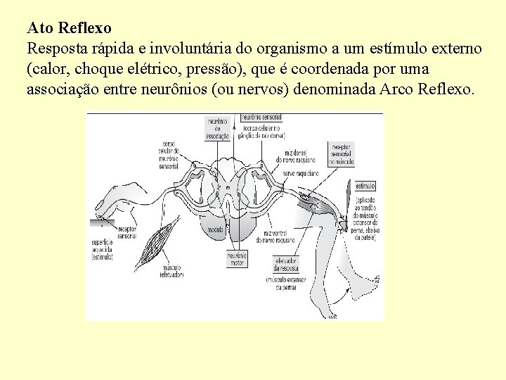 Ato Reflexo Resposta rápida e involuntária do organismo a um estímulo externo (calor, choque