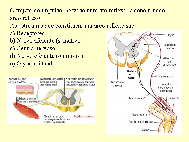 O trajeto do impulso nervoso num ato reflexo, é denominado arco reflexo. As estruturas