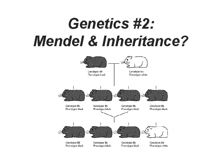 Genetics #2: Mendel & Inheritance? 