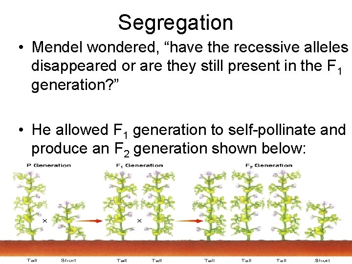 Segregation • Mendel wondered, “have the recessive alleles disappeared or are they still present