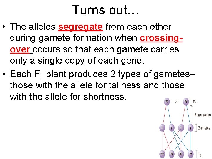 Turns out… • The alleles segregate from each other during gamete formation when crossingover