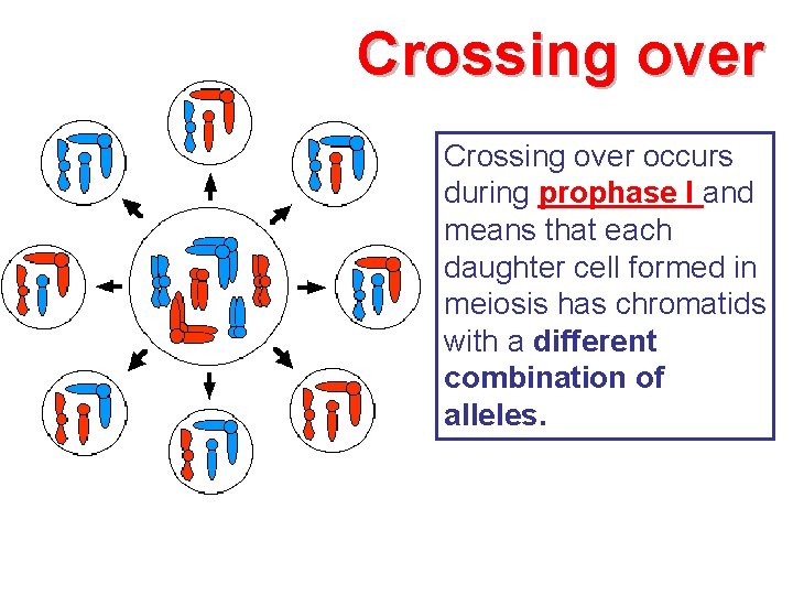 Crossing over occurs during prophase I and means that each daughter cell formed in