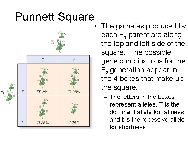 Punnett Square • The gametes produced by each F 1 parent are along the