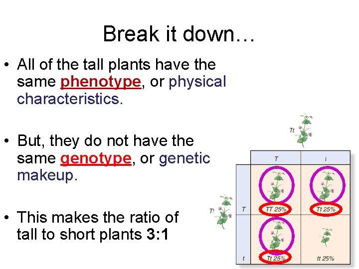 Break it down… • All of the tall plants have the same phenotype, or
