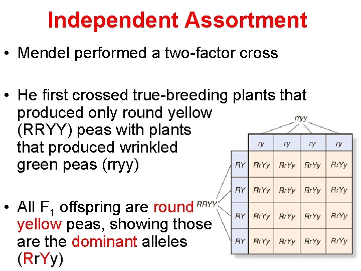 Independent Assortment • Mendel performed a two-factor cross • He first crossed true-breeding plants
