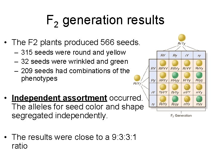 F 2 generation results • The F 2 plants produced 566 seeds. – 315