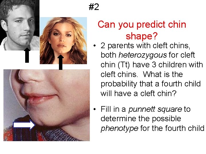 #2 Can you predict chin shape? • 2 parents with cleft chins, both heterozygous