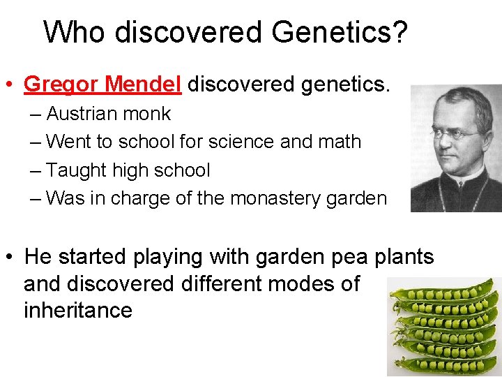 Who discovered Genetics? • Gregor Mendel discovered genetics. – Austrian monk – Went to