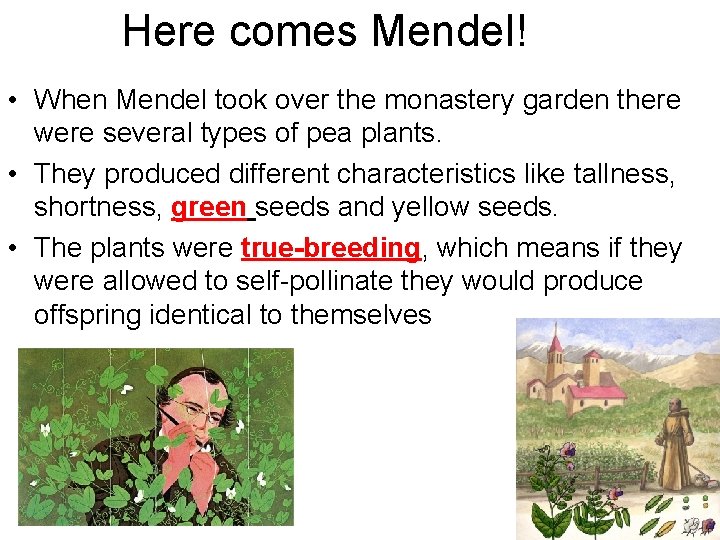 Here comes Mendel! • When Mendel took over the monastery garden there were several