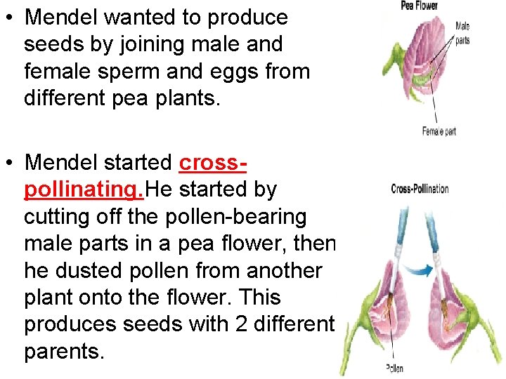  • Mendel wanted to produce seeds by joining male and female sperm and